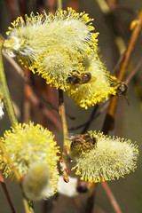Close-up bees on a teasing search in the flowers or pollen of willow catkins, spring flowers  © Peter Jesche