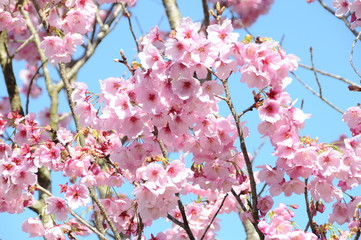 桜　鹿児島県出水市