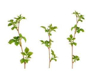 young raspberry sprout with brown branch and green leaves isolated on white background