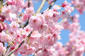 桜　鹿児島県出水市