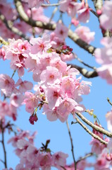 桜　鹿児島県出水市