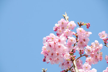 桜　鹿児島県出水市