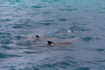 Fototapeta premium watching dolphins in blue water at tropical island, Maldives