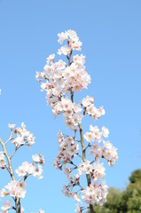 桜　鹿児島県出水市