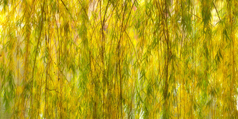 Weeping Willow