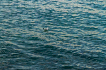 Naklejka premium calm sea sea breeze water
