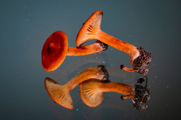 Mushrooms on Mirror