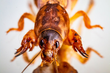 Mole Cricket on Mirror