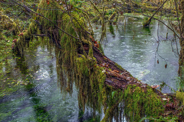 Hoh Rain Forest