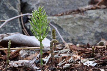 Horsetail Fern Sprout 03