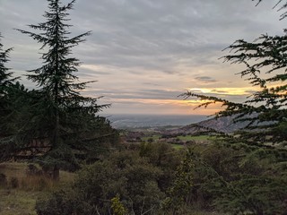 sunset in the forest