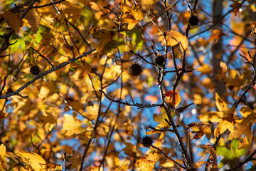 Sweet gum tree with yellow orange fall leaves with blue sky background