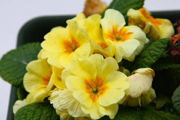 Obraz na płótnie Canvas bright yellow spring flowers close up