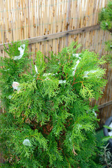 green plant in spring around melting snow