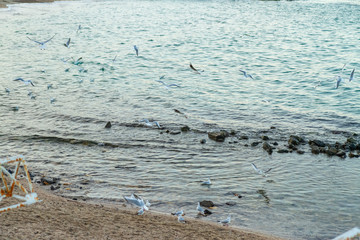 seagulls fly over the sea sunny weather
