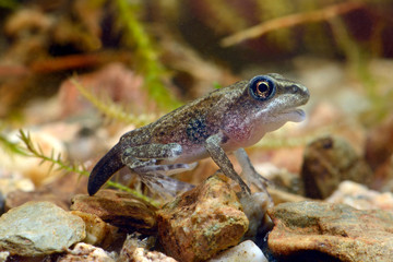 fast fertig entwickelte Springfrosch-Larve (Rana dalmatina) - juvenile Agile frog, Germany
