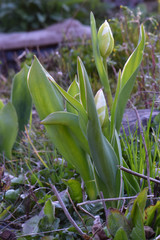 Obraz premium Two Tulips