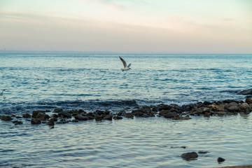 seagulls fly over the sea sunny weather