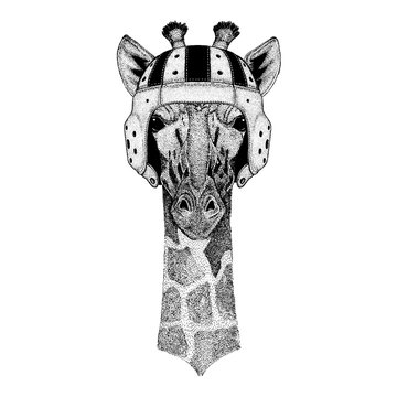 Giraffe. Portrait of animal wearing rugby helmet