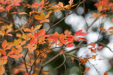 色づき始めたドウダンツツジの葉