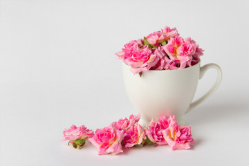 Obraz na płótnie Canvas Tea cup with roses on white background and many pink roses. Photo with copy blank space.