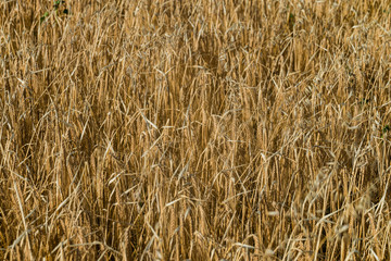Ripe rye ears on a field. Agricultural background with limited depth of field.