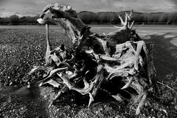 abstract, old, black, water, white, nature, tree, drawing, vintage, pattern, texture, death, dead, dry