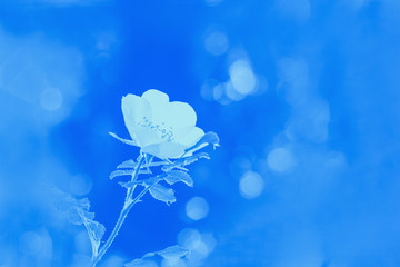Rosehip or rose hip or white wild rose flower on the blurred background. Blue toned
