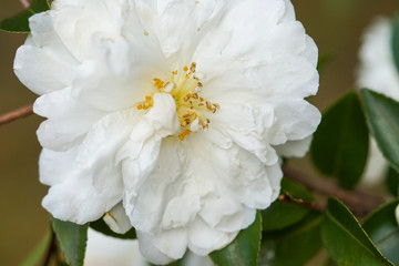 山茶花の八重の白い花