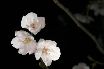 Fototapeta na wymiar Tokyo,Japan-March 27, 2020: Cherry blossoms in full bloom at dawn in Tokyo.