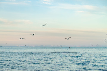 Fototapeta na wymiar seagulls fly over the sea sunny weather