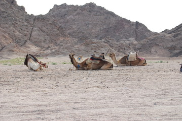 camels in desert
