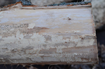 wood background with beaver bites