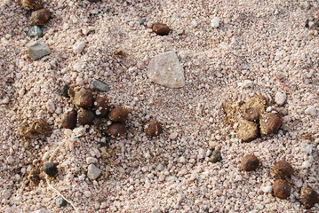 camel dung on sand