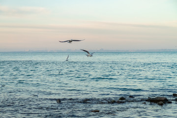 seagulls fly over the sea sunny weather