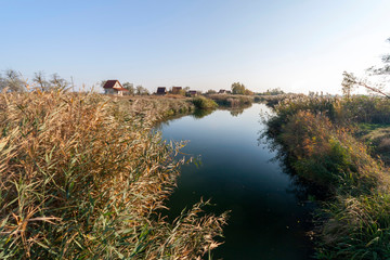 Obraz premium Danube channel and common reed in the Hungarian countryside.
