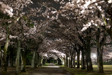 Fototapeta na wymiar Tokyo,Japan-March 27, 2020: Row of cherry blossom trees in a park at dawn in Tokyo