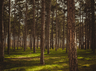 forest in autumn