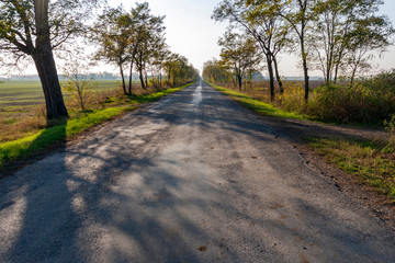 Autumn road on the Great Hungarian Plain