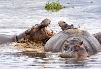 Fototapeta premium Hippo opening mouth in Ngorongoro Conservation Area, Tanzania