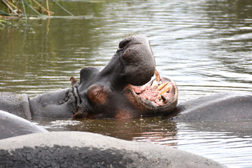 Fototapeta premium Hippo opening mouth in Ngorongoro Conservation Area, Tanzania