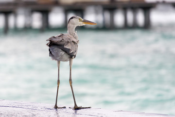 Grey Heron stands at poolside near the sea with house in the background at tropical island Maldives