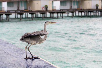Grey Heron stands at poolside near the sea with house in the background at tropical island Maldives