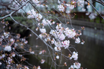 目黒川の桜