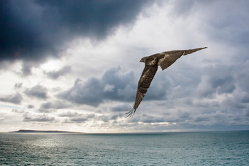 Cooper's Hawk by the Sea