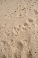 Fototapeta na wymiar Smooth Sand Texture from a Local Beach