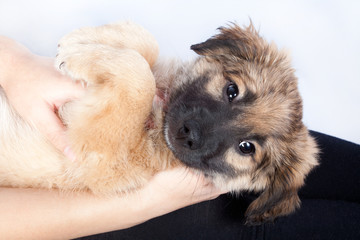 puppy golden retriever in the hands of the owner