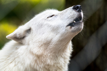 Obraz na płótnie Canvas portrait of wolf