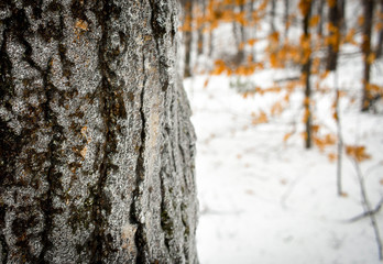 Frozen tree
