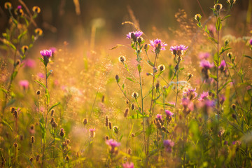 Field flowers in the meadow at sunset.
